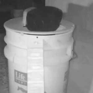 MLADEN Quick Effective Automatic Mouse Trap Slide Bucket Lid Mouse Rat Trap Reusable Perangkap Tikus Flip Rat Bucket