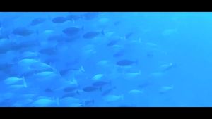 Camera hành trình Sjcam SJ4000 Dual Screen 4K - Máy quay hành động 2 màn hình quay liên tục lên đến 70 phút