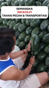 Benih Unggul Semangka PATAYA F1 20 gram Cap Kujang Toleran Virus