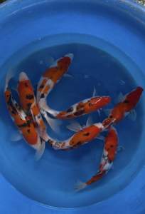 Japan Sanke 35-38cm from Sakai Farm  688 per koi