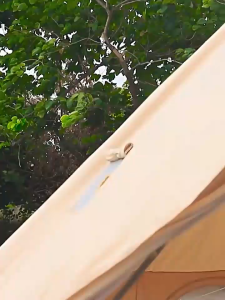 Air bed inflation mattress Automatic inflatable Mat Camping bed Tent bed Double/single mattres Camping bed Mat Outdoor Sleeping Pads Waterproof & Portable for Indoor/Outdoor Use