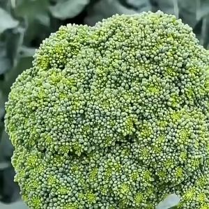 High Germination Broccoli Seeds: A Guide for Gardening & Broccoli Sprouts