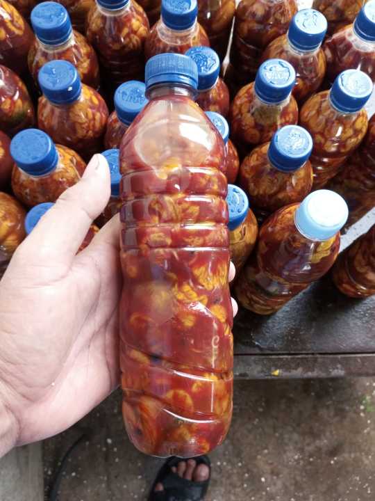 embrio ayam atau kapal selam umpan Galatama lele total dan induk