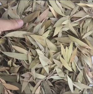 PROMO 1Kg Daun Kayu Putih Kering / Daun Minyak Kayu Putih Kering