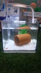 อุโมงดินเผา ตกแต่งตู้ปลา เป็นที่อยู่ของกุ้งและปลา