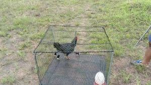 กรงอนุบาลลูกไก่ กรงลี้ยงไก่ กรงเลี้ยงสัตว์ กรงกระต่าย กรงไก่ กรงเลี้ยงนก กว้าง 80 เซน ยาว 80 เซน สูง 70 เซน น้ำหนักเบาแข็งแรงใช้งานได้ดี