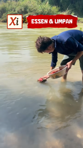 XI Umpan Gandum Fermentasi – Umpan Merah Premium Praktis Digunakan dengan Aroma Fermentasi Tajam