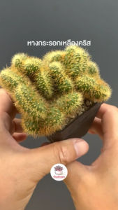 หางกระรอกเหลืองคริส Aporocactus Flagelliformis Cristata กระบองเพชร ไม้อวบน้ำ Cactus&Succulent