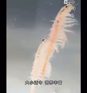 🔥Ready Stock🔥YEE Premium Fresh Brine Shrimp Artemia Liquid Prefect Fish Food Natural Food