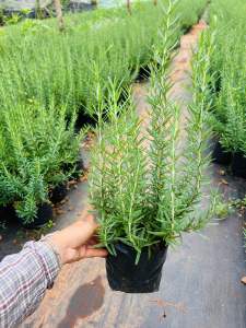 🌿ต้นโรสแมรี่🌿สมุนไพรฝรั่ง