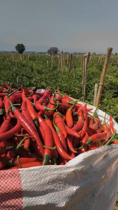 Benih Bibit Cabe Merah Besar Sekitar 75 Butir  Kemasan Repack Alumunium Foil praktis