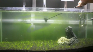 SG Seller 304 Stainless Steel Aquarium Scraper/Algae Scraper/Aquarium Glass Wall Scraper 46cm Long