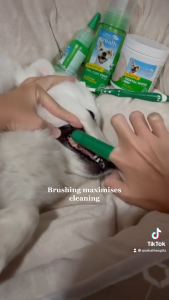 TropiClean Fresh Breath Pet Oral Care Brushing Kit for Dogs & Cats (Gel Toothbrush & Finger Brush)