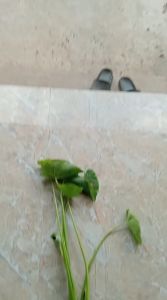 combo 10 cây khoai môn xanh giống trồng thủy sinh