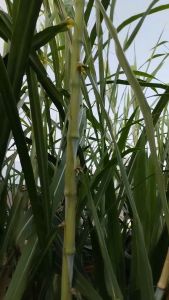 หญ้าเนเปียร์จักรพรรดิ์หญ้นรกจักรพรรดิ์ 10 ท่อน แถม 2 ท่อน ต้นใหญ่ ข้อสวย ใบงาม โปรตีนสูงใช้เลี้ยงสัตว์โตไว ทนแล้งได้ดี