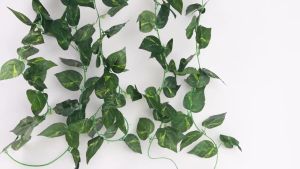 Dây Leo Nhân Tạo Dài 2m1 Lá Vải Lụa Màu Sắc Xanh Tự Nhiên Dây Leo Treo Tường Tạo Không Gian Xanh Mát Decor Siêu Xinh TIDO TI DO