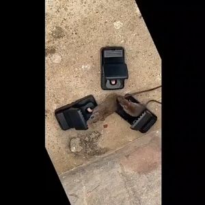 Reusable Mouse Trap Perangkap Tikus Rat Trap Cage Halau Tikus Ubat Penghalau Tikus Pest Control Pelekat Tikus Mice 老鼠夹哺鼠器 Sangkar Tikus Rumah Raya Ramadan Hadiah Jamuan