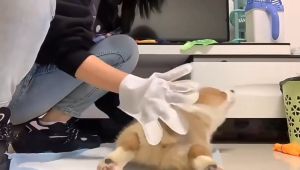 Pet Disposable Cleaning Glove Wipes Dog Cat Cleaning Wet Tissue Pet Glove Bath Spa LELE CAT SUPPLIES