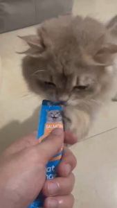 Snack Kucing Ringan: Pilihan Snack Strip Untuk Kucing