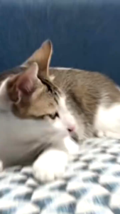 Holycatlabs Royal Care Obat Demam 10 ml | Penurun Suhu Tubuh Radang Nyeri Demam Kucing Anabul