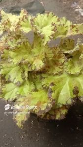 Begonia Sultan Hambali Eksotis - Tanaman Hias Daun Berwarna Hijau