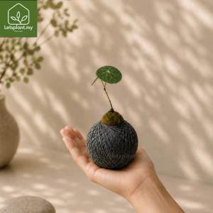 Stephania erecta 招财圆叶山乌龟 Kokedama | Feng Shui Lucky Plant | Indoor Plant | 苔藓球 | Letsplant.my