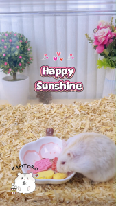 HAMTORO Happy Sunshine Snack Hamster Sugar Glider Tinggi Vitamin dan Protein