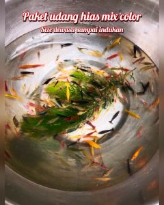Udang hias paket mix color 100 & 50 ekor - udang hias aquscape - udang aquarium - hiasan aquarium