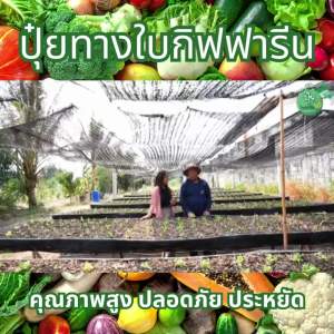 ปุ๋ย ปุ๋ยกิฟฟารีน ปุ๋ยทางใบ ปุ๋ยน้ำ ทางใบ giffarine ดิน กันแดดสำหรับพืช เพิ่มความแข็งแรง เพิ่มความทนทานของพืช เพิ่มผลผลิตไว ละลายน้ำง่าย ไม่อุดตันหัวฉีด ของแท้ ส่งฟรี