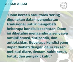 daun talok atau kersen segar organik