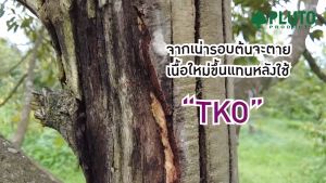 พลูโตไบโอกรีน + ทีเคโอ เซตสารปรับปรุงดินและสารสกัดเพื่อกำจัดเชื้อโรคพืช