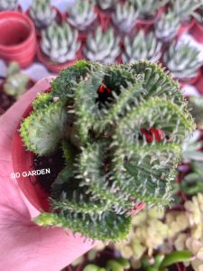 🌟Ready stok 🌟Euphorbia Flanagan crista Mini succulents plants
