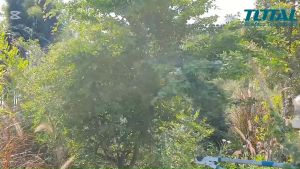 Total กรรไกรตัดกิ่งไม้ด้ามเหล็กหุ้มยางปรับได้ รุ่น THTA1527406 ของแท้100%