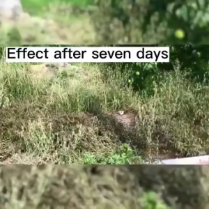 [🇵🇭 Stock&COD] Clearout Grass Killer Glyphosate Effective Within 7 Days Weed Killer Eliminate All Weeds