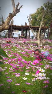 Hạt giống hoa Hồng Ri (Túy Điệp) Mix (Cleome) - gói 100 hạt