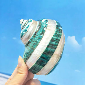 Trang Trí Bể Cá với Ốc Sao Biển Ốc Turban Cua Ốc Động