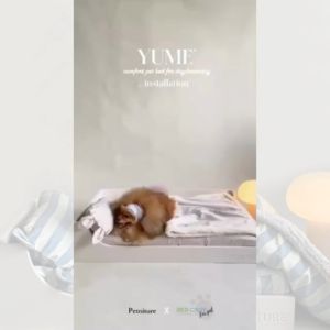 เซทเบาโนนสีขนาด Single พร้อมเตียง 𝗬𝘂𝗺𝗲 𝗽𝗿𝗲𝗺𝗶𝘂𝗺 𝗽𝗲𝘁 𝗯𝗲𝗱 (Petniture)