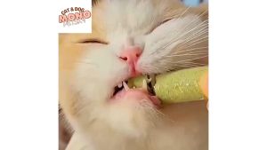 Que cỏ vị thịt gà làm sạch răng và tiêu búi lông cho mèo gói 30g - hủ 80gr