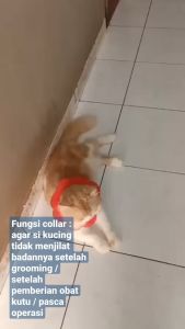 Collar Pelindung Spons: Pemilihan & Penggunaan yang Tepat