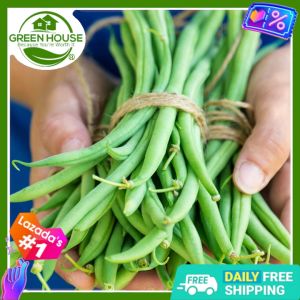 Green House® - Baguio Beans Patig Seeds for Planting Vegetable Plants (25 Seed) incl. Planting Instruction Snap Bean