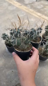 Tephrocactus articulatus (หนามกระดาษ)