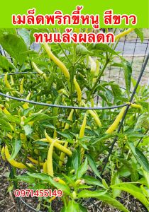 เมล็ดพริกขี้หนู สีขาว ทนแล้งผลดกบรรจุ100-150เมล็ด