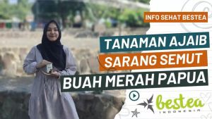 Bestea Capsules 60 Kapsul 2 Pcs Ekstra Sarang Semut Dan Buah Merah Papua + Madu 100 mg Produk Herbal