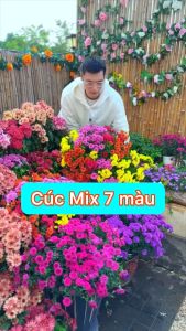 Hạt Giống Hoa Cúc 7 Màu Loại dễ trồng tỉ lệ nảy mầm 98% hoa nở siêu đẹp liên tục 4 mùa (Gói 500 hạt) Hạt Giống Hoa Phù Hợp Mọi Môi Trường - Lazada