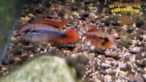 Apistogramma Agassizii ” Double red “ | Live animal