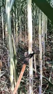 Alat Pembersih Daun Tebu Model L: Penjelasan & Penggunaan