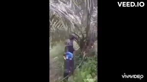 หัวเกียร์แทงปาล์ม เสียมแทงปาล์ม เคียวปาล์มและใบเลื่อยเปลี่ยนหัวได้ 3 แบบ ความยาวรวมคน 4.80 ม. สินค้าขายดีมีอนุสิทธิบัตรไทยนต์การเกษตร