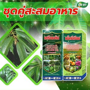สะสมอาหารมังคุด เร่งเพสลาด ใบเขียว ต้นสมบูรณ์ ป้องกันต้นโทรม พร้อมออกดอก ปุ๋ยยา ชุดคู่ 1 ลิตร