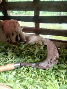 Arit sabit rumput atau untuk padi buatan pandai besi garut