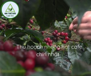 Cafe Hạt Pha Máy 30% Arbica 70% Robusta tỉ lệ hạt chín 95% sàng 18 Hàng chất lượng cao